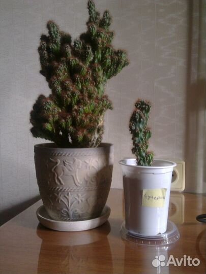 Кактус. Цереус перуанский монстрозный