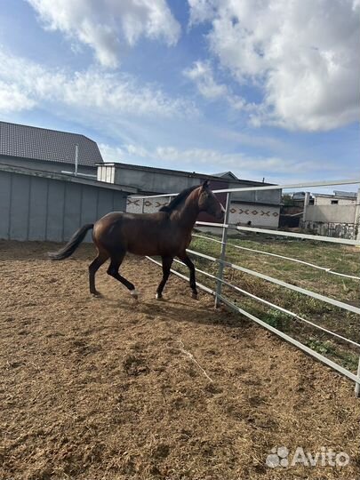 Жеребец Чистокровный Английский Верховой