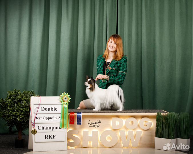 Профессиональный хендлер