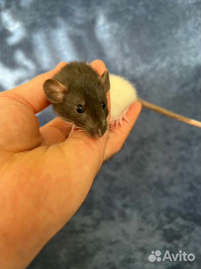 Крысы дамбо. Большой выбор