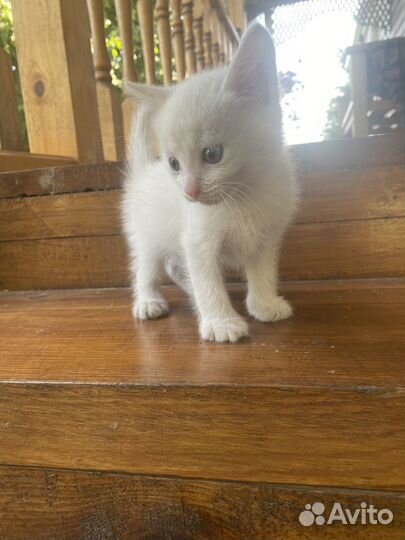 Котята в добрые руки даром