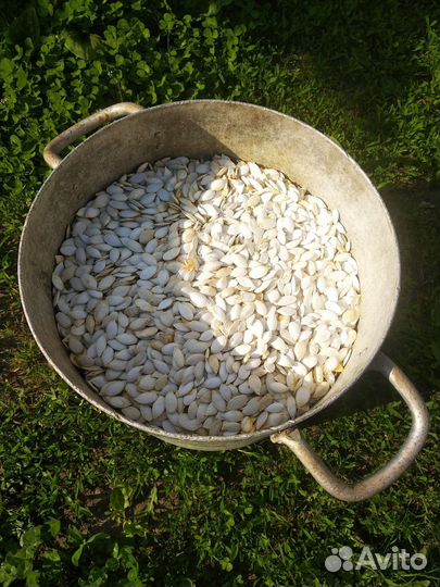 Семена тыквы