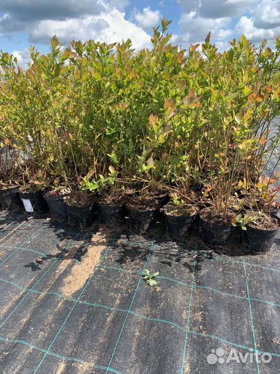 Саженцы 3-х летние блюкроп голубика (70-95 см)