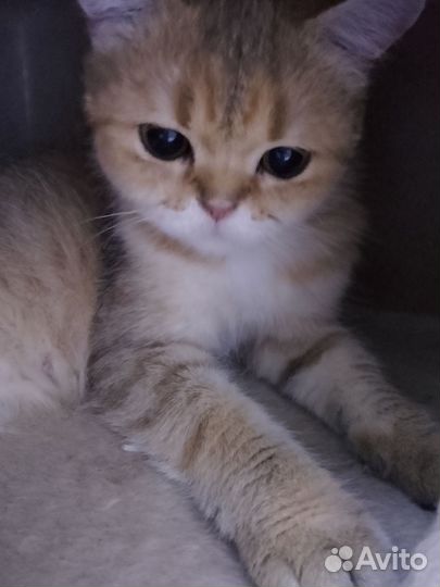 Кошка шотландка