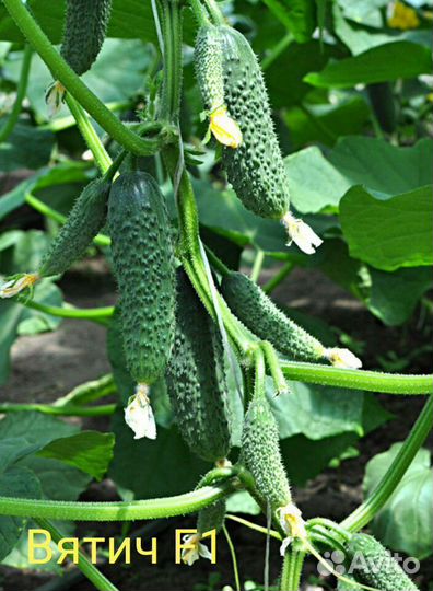 Семена огурцов турецкой фирмы Yuksel Tonum