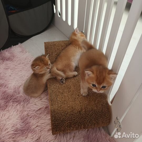 Британские котята