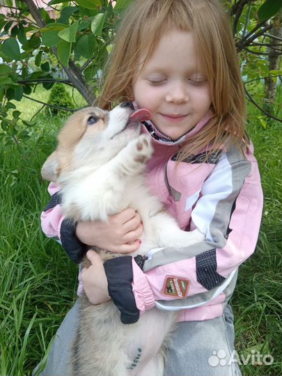 Вельш-корги пемброк девочка