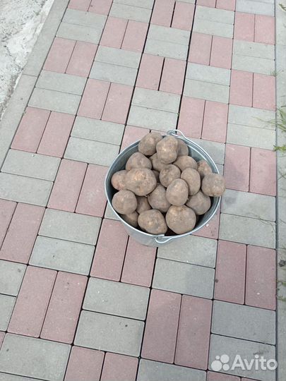 Картошка на корм скоту