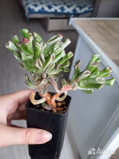 Crassula Return of beauty + tricolor, gollum white