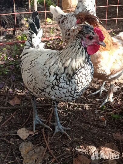 Петух, обмен