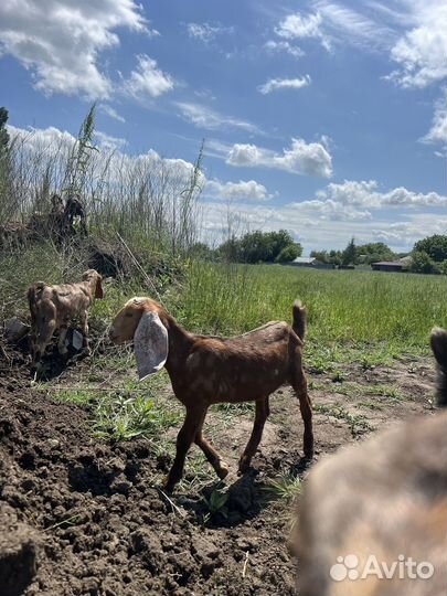 Нубийские козлята