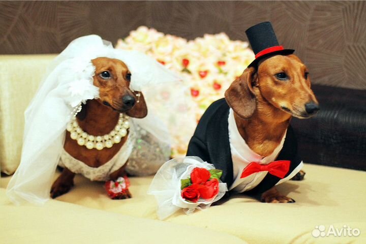 Свадебная одежда для такс