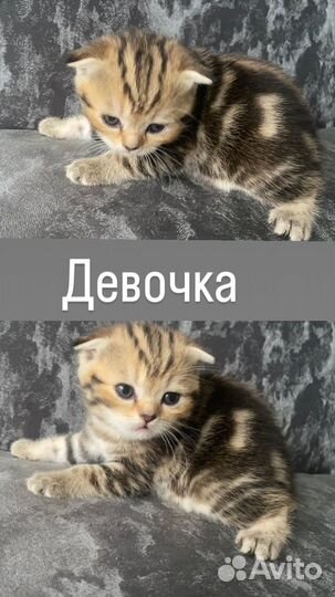 Шотландские котята