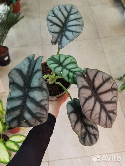 Алоказии в ассортименте, взрослые и детки