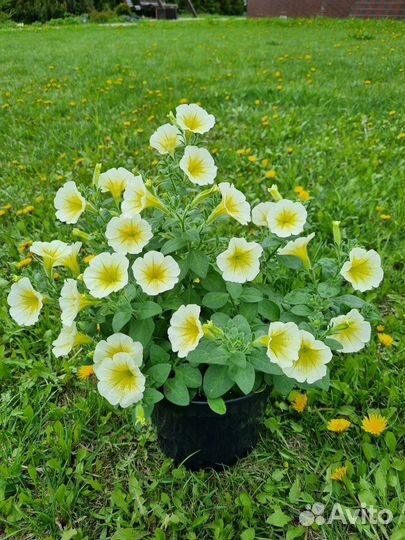 Петуния ампельная в кашпо