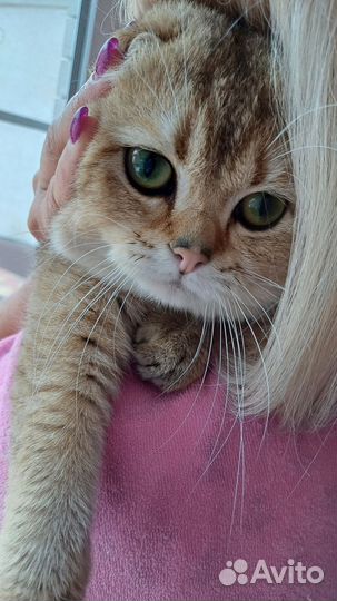 Ищем невесту