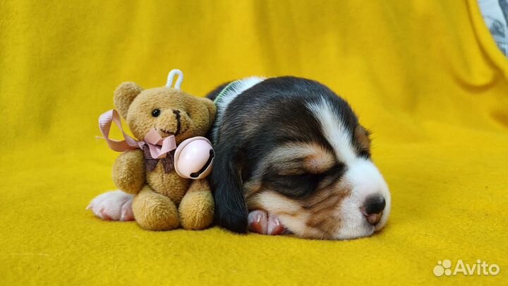 Щенки бигль