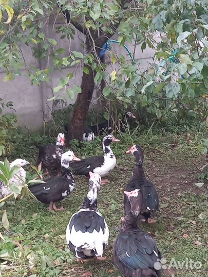 Индоутки на племя