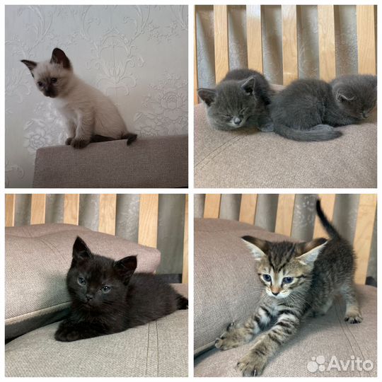 Кошка
