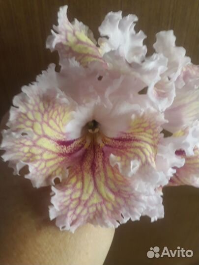 Стрептокарпусы (стрепсы)