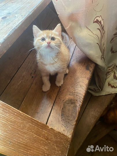 Котята дворовые