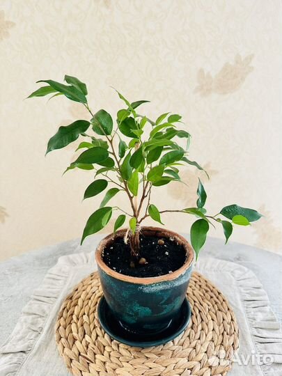Фикус бенджамина