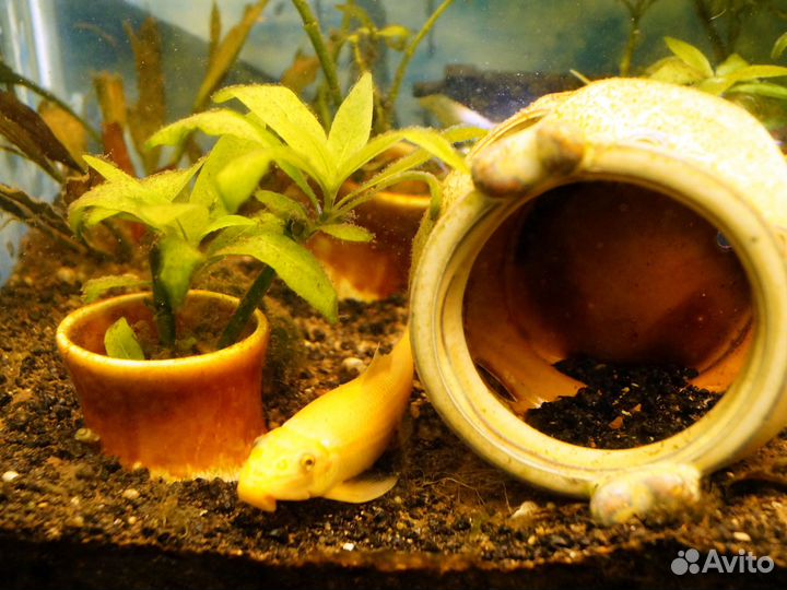 Аквариумные рыбки. Сом присоска, барбусы