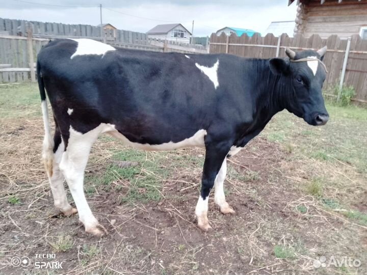 Телки стельные