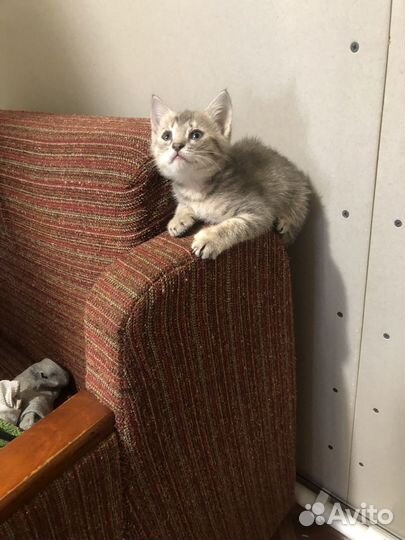 Котята в добрые руки даром