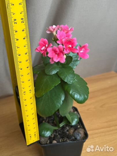 Каланхоэ Блоссфельда