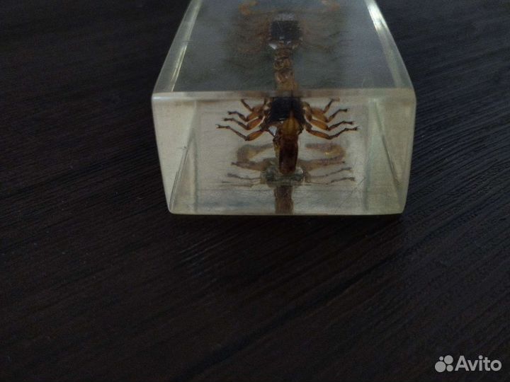 Скорпион запечатаный(коллекционный)