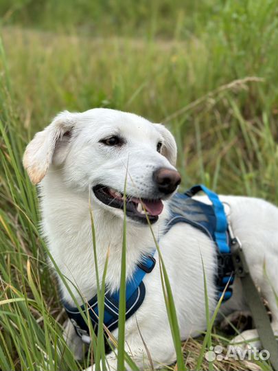 Скромная молоденькая собачка оказалась в приюте