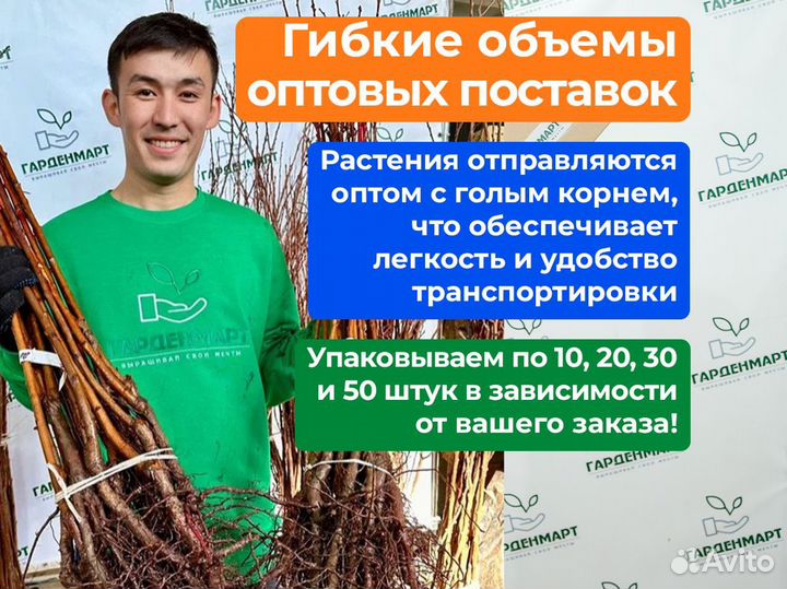 Саженцы роз оптом