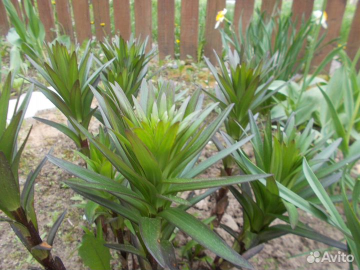 Рассада овощей и цветов