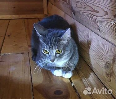 Кошечка Зося