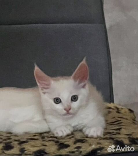 Мейн -кун белый котенок