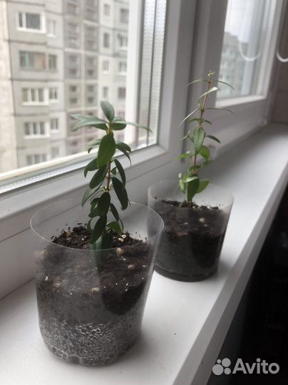 Миртовое дерево