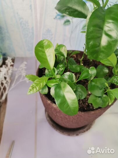 Цитрусовые растения Апельсин лимон мандарин