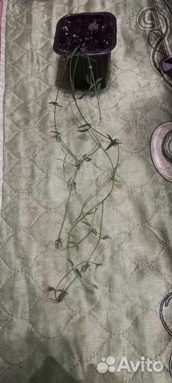 Церопегия линеарис