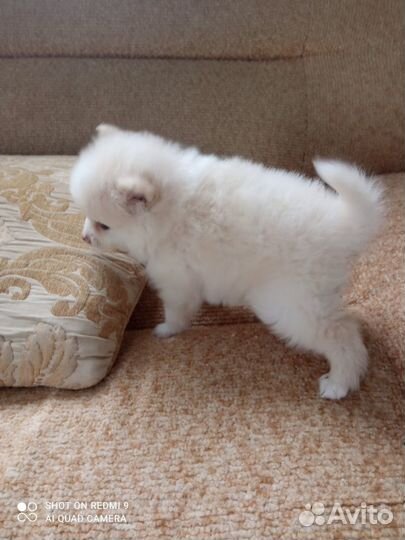 Щенок шпица