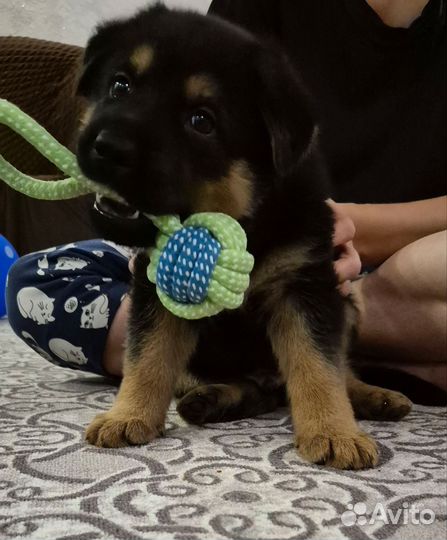 Щенки немецкой овчарки