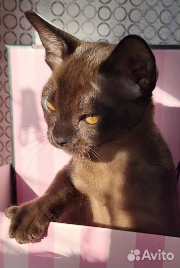 Бурма котята