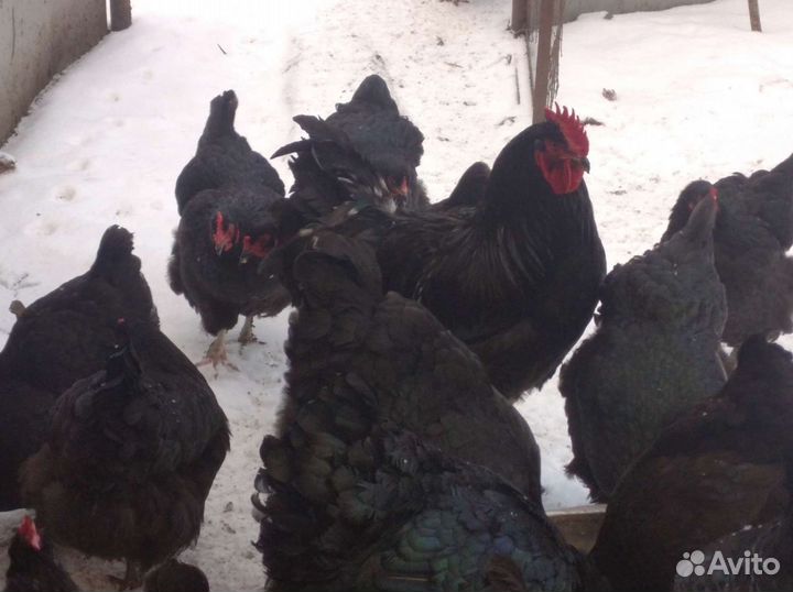 Куры и инкубационные яйца