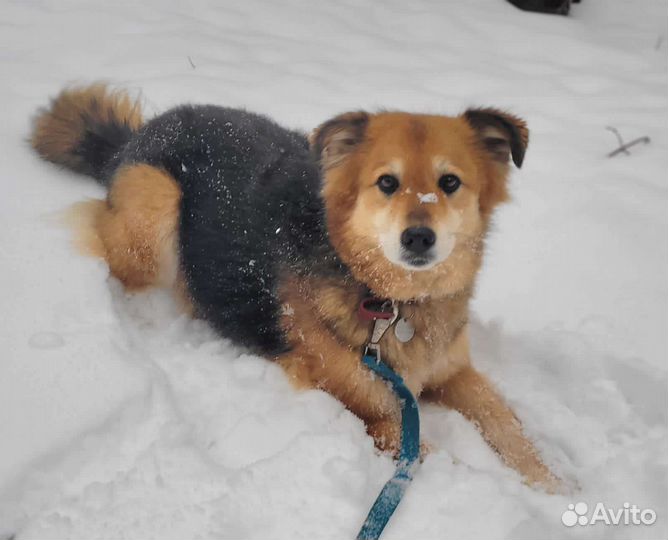 Милашка Герда в добрые руки