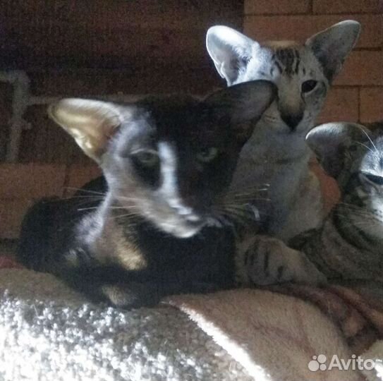 Сиамские кошки бесплатно
