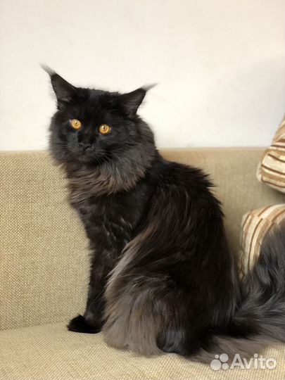 Кот мейн-кун для вязки