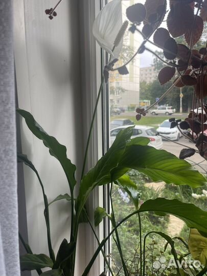 Спатифиллум - крупномер