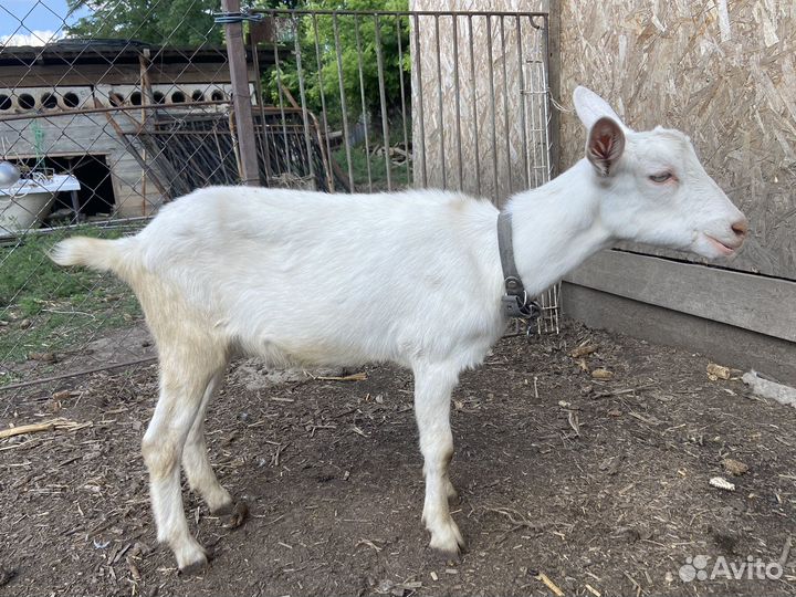 Породистые дойные козы