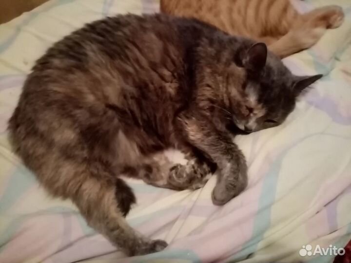 Лапочка Пеструшка в добрые руки