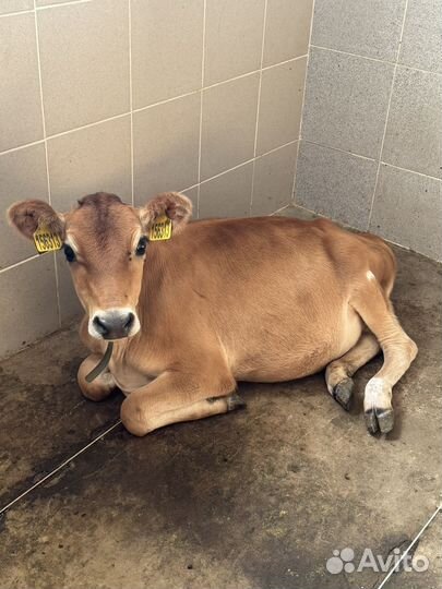 Джерсейская корова